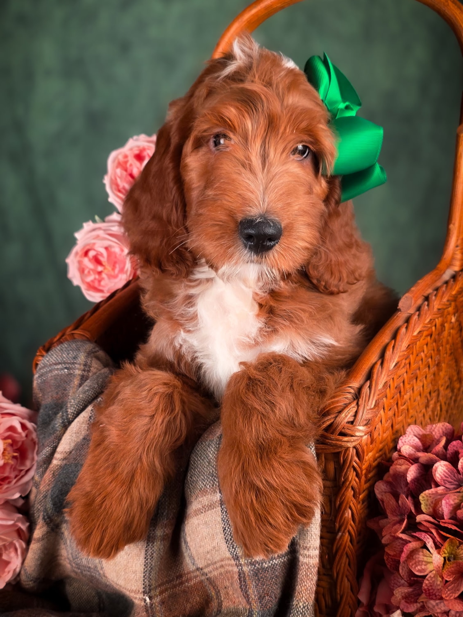 Introducing Thistle 💕☘️ This beautiful girl is an F1 Irish Doodle and future mama for McKenzie’s Doodles! Miss Thistle will be about 45 lbs fully grown with a beautiful red and white wavy coat. She is very playful, snuggly, and human focused - she totally captures the spirit of what we love in our Irish Doodles! We are now taking applications for her forever guardian family 🏠
Send us an email at hello@mckenziesdoodles.com if you’d like to learn more about adding this sweet lass to your family and joining our Guardian Program!
#irishdoodle #puppy #virginia #irishdoodlepuppy