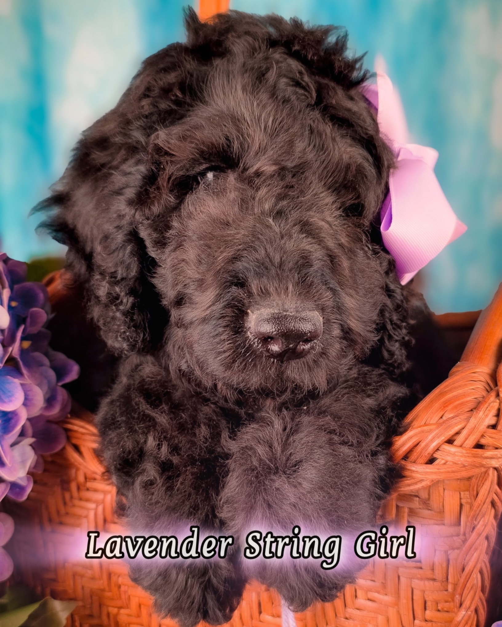 👋 Hello from our three precious Goldendoodle girls! These beautiful gals are looking for their forever couches 👀🛋️ A little bit about each below!
💜Lavender String Girl - super sweet and snuggly, she is mild energy and very intuitive! She would be a fabulous first time dog for a family with younger kids looking for a polite and mindful gal. Lavender string girl is an F1B Goldendoodle and will be 40-45 lbs with a non-shedding coat. Ready now!
🩵Aqua String Girl - she has always been the darkest red pup in the litter! She is spunky, playful, and very affectionate! She’s be a great adventure buddy and would love some human or fur companions. Aqua string girl is an F1B Goldendoodle and will be 45-50 lbs with a non-shedding coat. Ready now!
🤍White String Girl - such a lovebug! She is a huge fan of cuddles and being held, very people oriented and loves to play with toys and other animals, especially our cat! White string girl is an F1B Goldendoodle and will be 40-45 lbs with a non-shedding coat. Ready now!
✨if this post is up, these girls are a v a i l a b l e! We will update it as each finds their family. Send us a message for more info on adding one of these sweeties to your family or if you’d like to set up a meet and greet visit (in person or FaceTime). Email: Hello@mckenziesdoodles.com