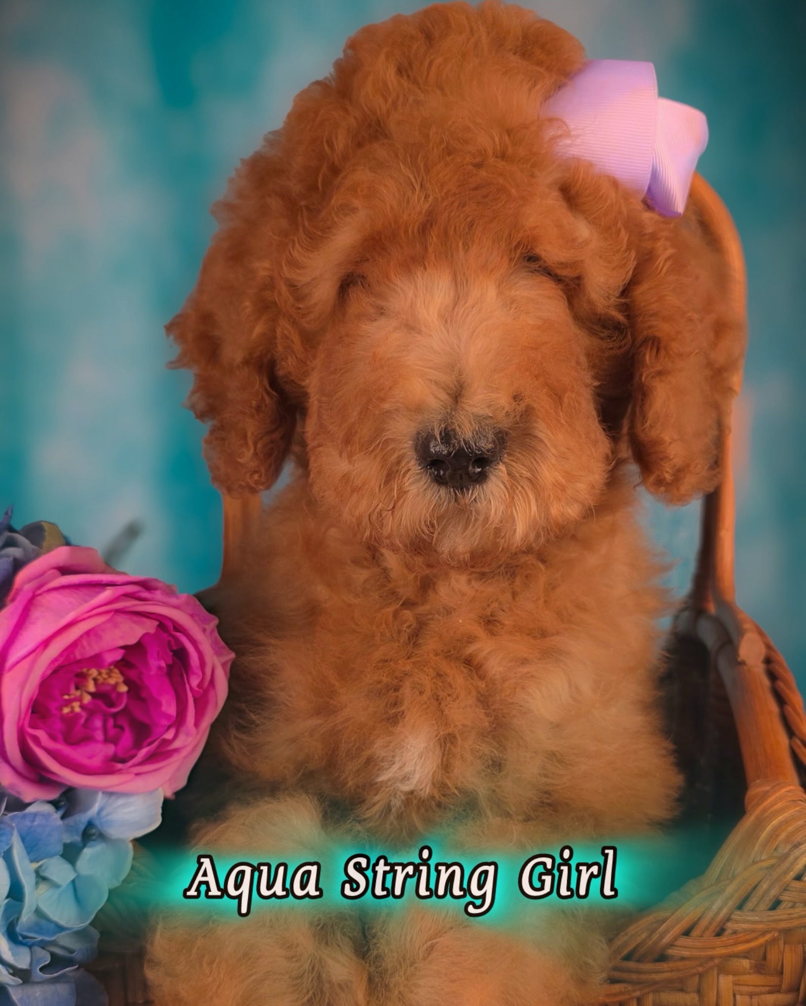 These beautiful gals are looking for their forever couches 👀🛋️ A little bit about each below!
🩵Aqua String Girl - she has always been the darkest red pup in the litter! She is spunky, playful, and very affectionate! She’s be a great adventure buddy and would love some human or fur companions. Aqua string girl is an F1B Goldendoodle and will be 45-50 lbs with a non-shedding coat. Ready now!
🤍White String Girl - such a lovebug! She is a huge fan of cuddles and being held, very people oriented and loves to play with toys and other animals, especially our cat! White string girl is an F1B Goldendoodle and will be 40-45 lbs with a non-shedding coat. Ready now!
💜Lavender String Girl - super sweet and snuggly, she is mild energy and very intuitive! She would be a fabulous first time dog for a family with younger kids looking for a polite and mindful gal. Lavender string girl is an F1B Goldendoodle and will be 40-45 lbs with a non-shedding coat. Ready now!
✨if this post is up, these girls are a v a i l a b l e! We will update it as each finds their family. Send us a message for more info on adding one of these sweeties to your family or if you’d like to set up a meet and greet visit (in person or FaceTime). Email: Hello@mckenziesdoodles.com