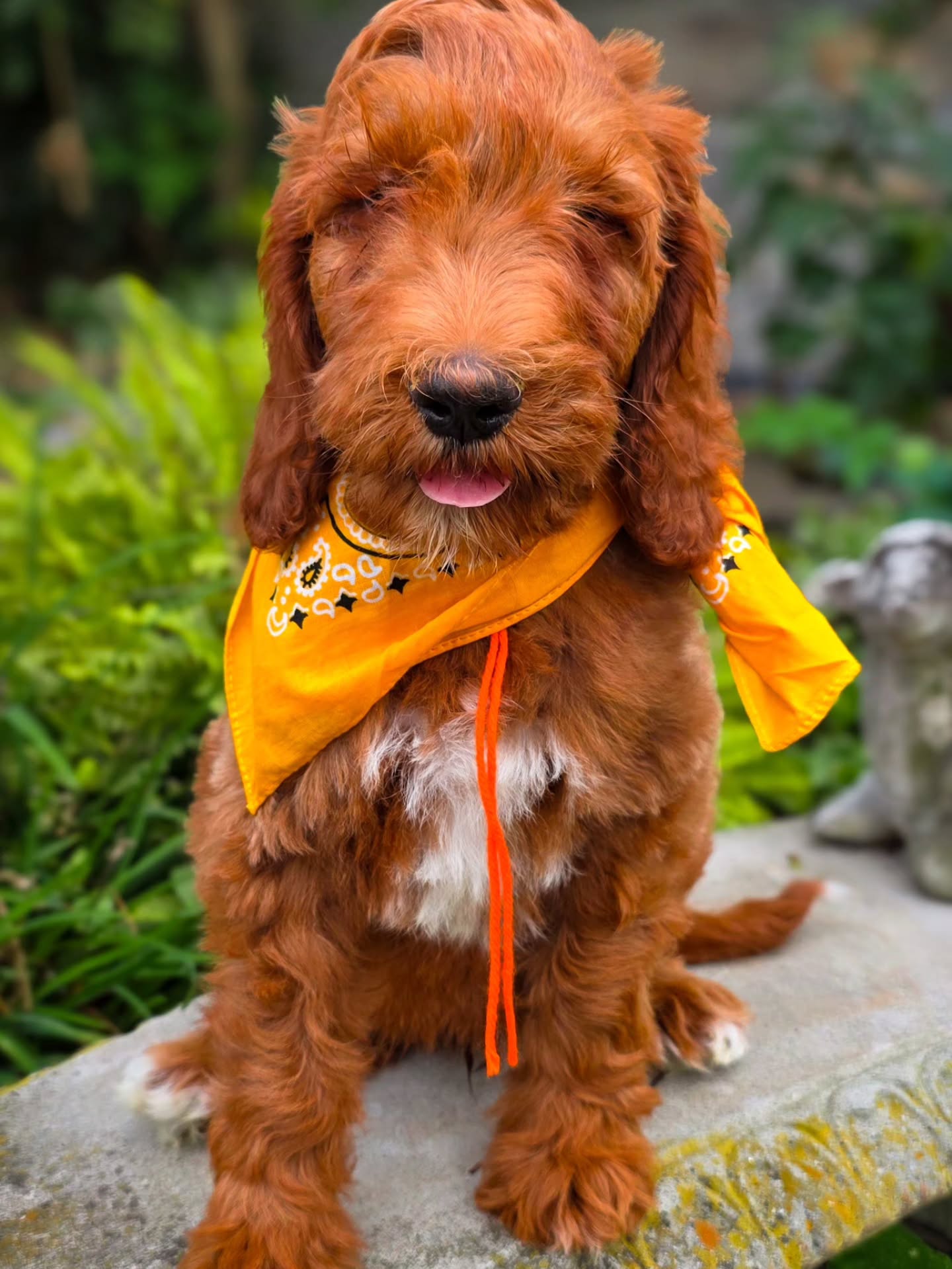 This is our very last puppy from Roo+River! He's an exceptional little lad with bold and loving confidence and a deep love for people and life! Even though he's an f1b, he has a gorgeous f1 type coat (but with all the hypoallergenic qualities of an f1b).
He is 10 weeks old and at a great age for housebreaking, with more focus to training than 8 week old pups typically have. If you're interested in having the most loyal affectionate shadow join your life and adventures email Hannah at oshannahsdoodles@gmail.com!
#irishdoodles
#virginia #doodlesofinstagram #puppiesofinstagram